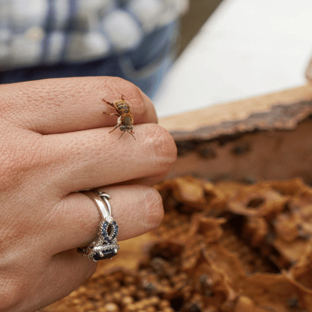 Honey Tasting + Stingless Bees From Merida, Yucatan - Key Points