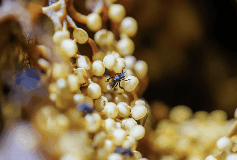 Honey Tasting + Stingless Bees From Merida, Yucatan - Pricing and Reservation Details