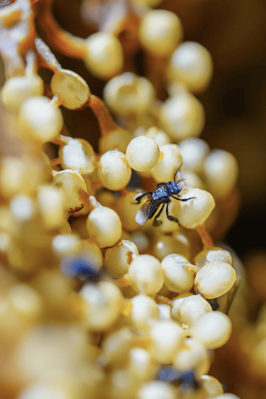 Honey Tasting + Stingless Bees From Merida, Yucatan - Educational Focus