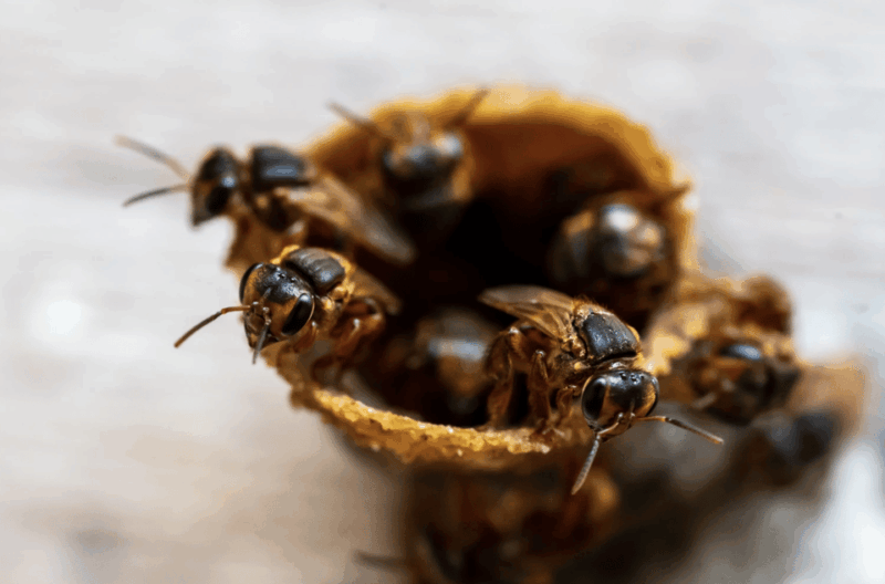 Honey Tasting + Stingless Bees From Merida, Yucatan - Frequently Asked Questions