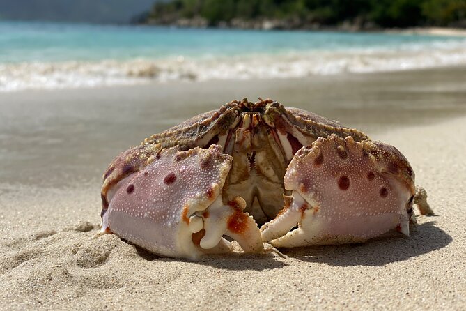 Honeymoon Beach Eco Hike and Snorkel - Reviews and Feedback