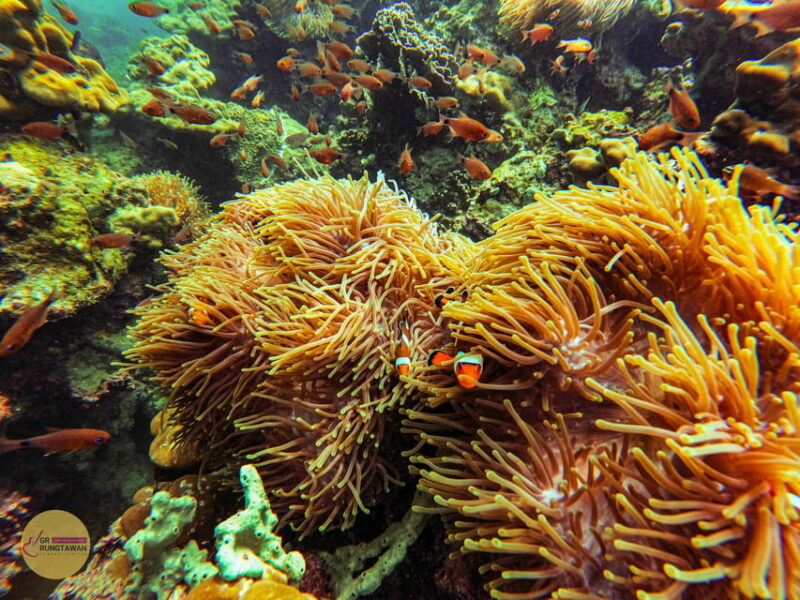 Hong Islands Sunset + Bioluminescent Plankton & BBQ Dinner - Activity Details