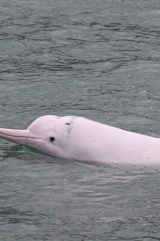 Hong Kong: Dolphin Cruise, Big Buddha, & Lantau Island Tour - Experience Highlights