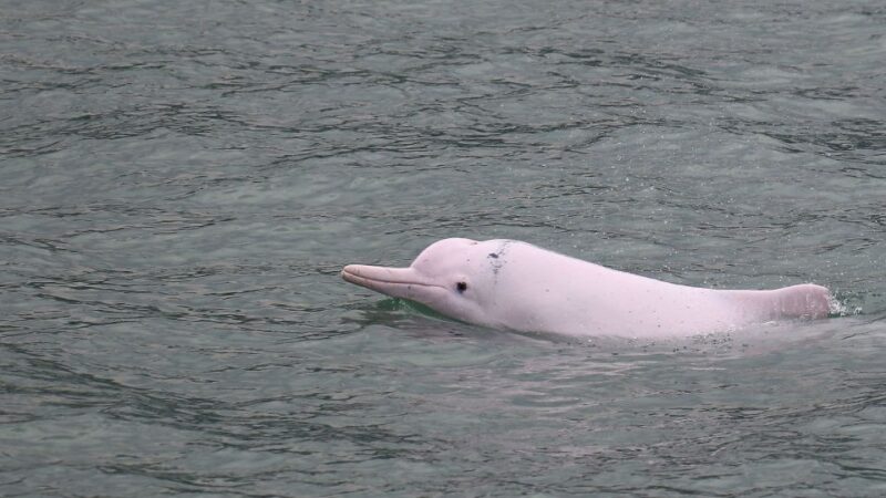 Hong Kong: Dolphin Cruise, Big Buddha, & Lantau Island Tour - Transportation and Logistics