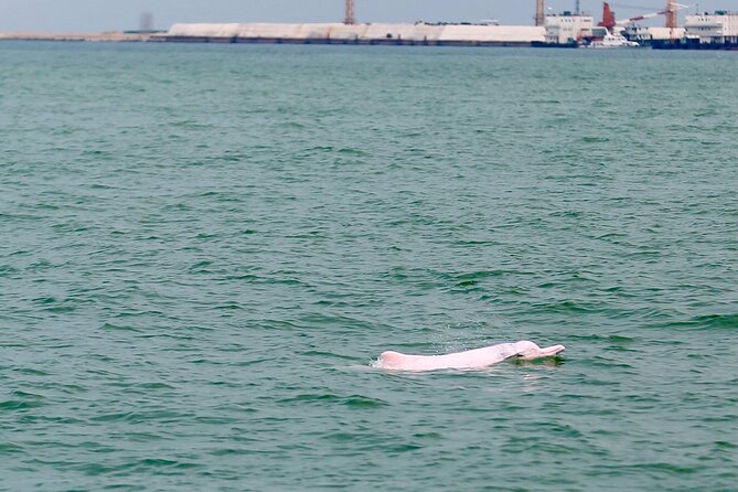 Hong Kong Dolphin Watch Tour - Meeting and Pickup