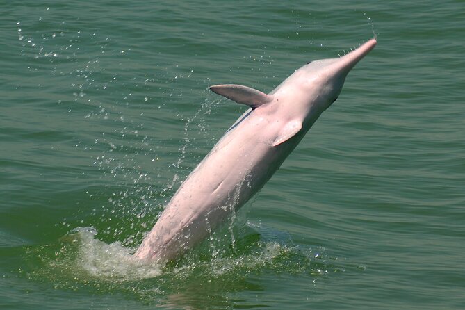 Hong Kong Dolphin Watch Tour - Reviews