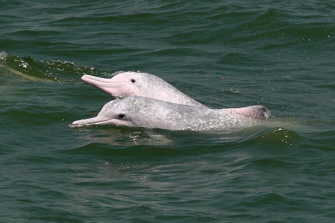 Hong Kong Dolphin Watch Tour - Tour Highlights