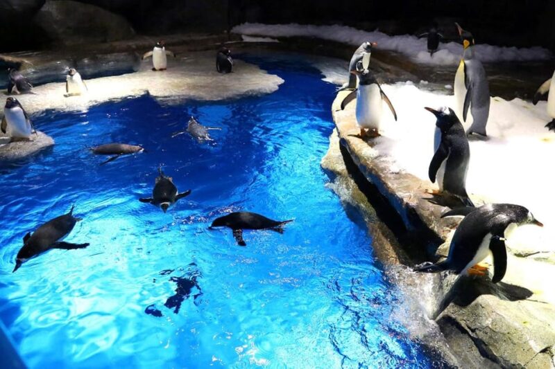 Hong Kong: Ocean Park Entry Ticket + Fine Dining @ Aquarium - Live Shows and Performances