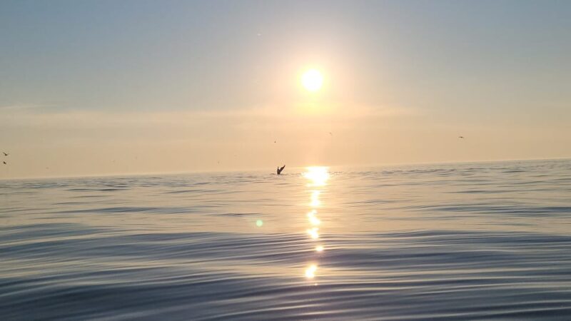 Honningsvåg: North Cape King Crab & Arctic Wildlife Safari - Journey Details