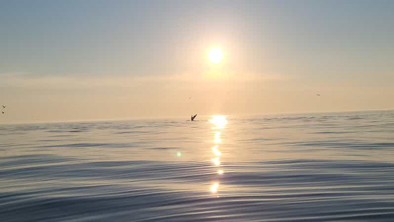 Honningsvåg: North Cape King Crab & Arctic Wildlife Safari - Safety and Comfort