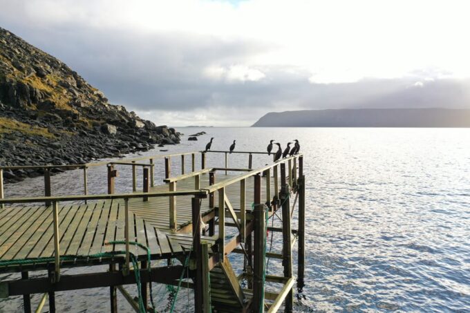 Honningsvåg: North Cape King Crab & Arctic Wildlife Safari - Exploring Nordkapp