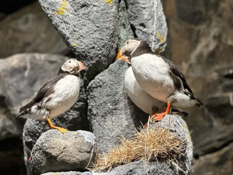 Honningsvåg: North Cape Summer Tour With Sami Family Visit - Experience Highlights