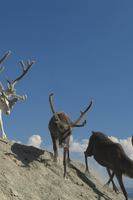 Honningsvåg: North Cape Summer Tour With Sami Family Visit - Inclusions