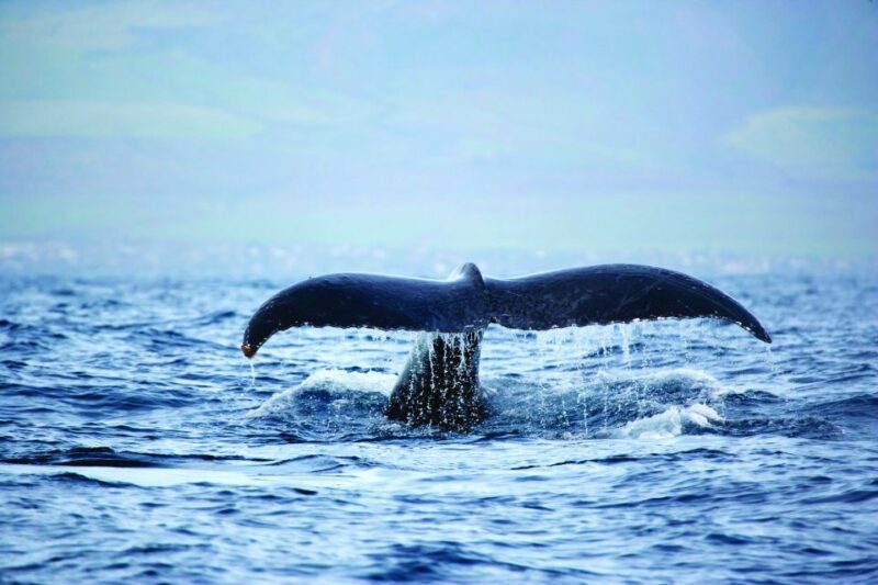 Honokohau: Kona Snorkel and Sail With Drinks and Snacks - Customer Ratings