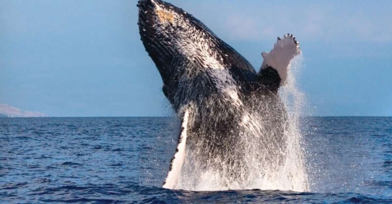 Honokohau: Kona Whale Watching Catamaran Cruise - Experience Highlights