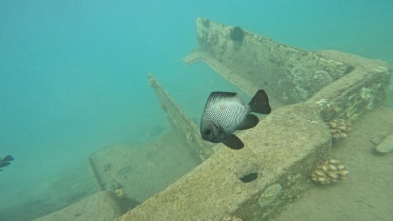 Honolulu: Beginner Scuba Diving Tour With Free Videos - Tour Highlights