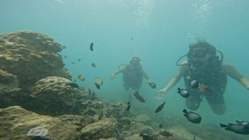 Honolulu: Beginner Scuba Diving Tour With Free Videos - Meeting Point