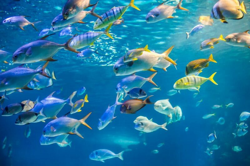 Honolulu: Glass Bottom Boat Tour along Oahu's South Shore - Who Will Love This Tour?