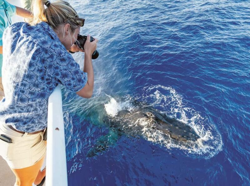 Honolulu: Oahu Whale Watching Boat Tour - FAQ: Your Questions Answered