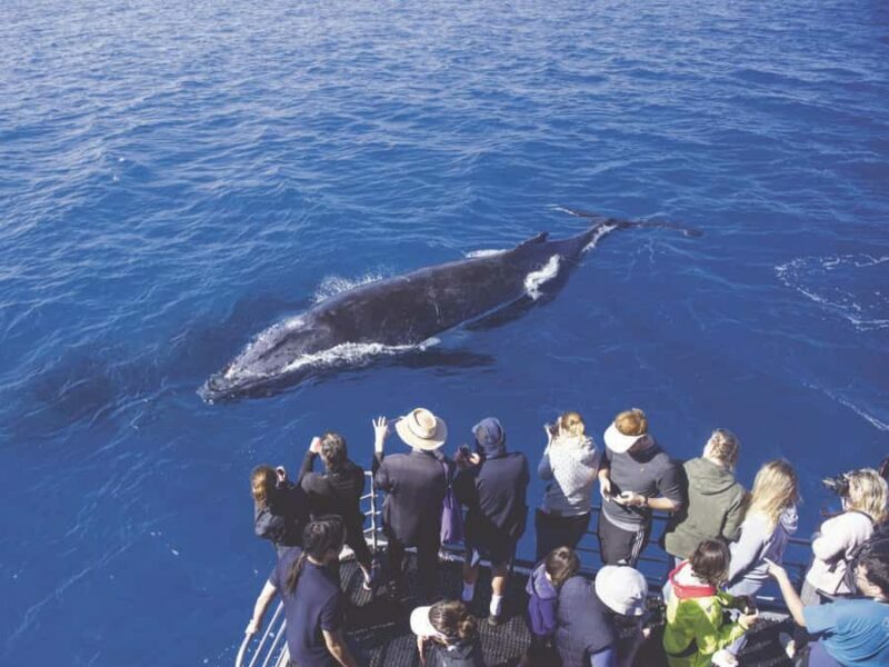 Honolulu: Oahu Whale Watching Boat Tour - The Sum Up