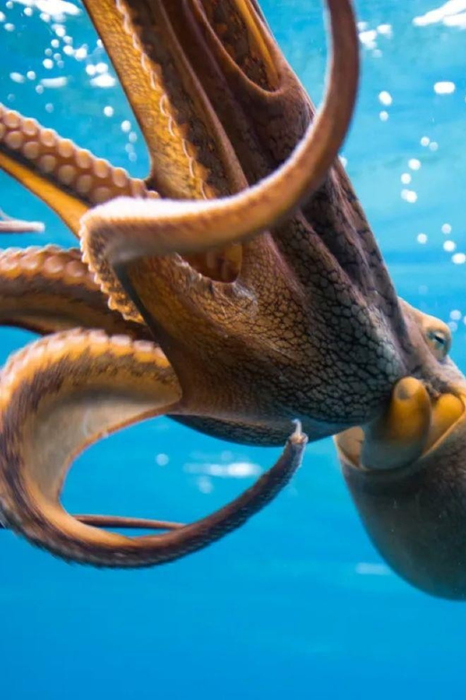 Honolulu: Scuba Diving for Certified Divers - Professional Instructors and Training