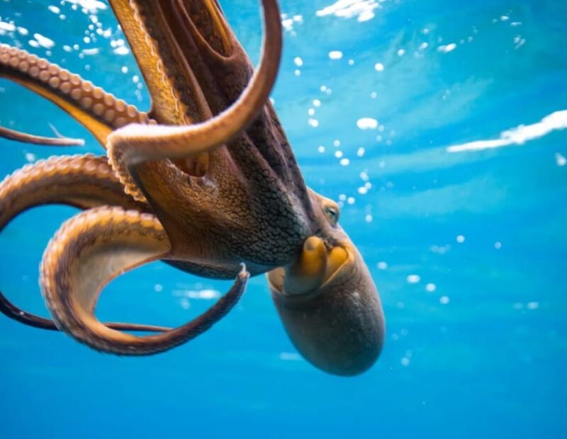 Honolulu: Scuba Diving for Certified Divers - Important Prerequisites and Restrictions