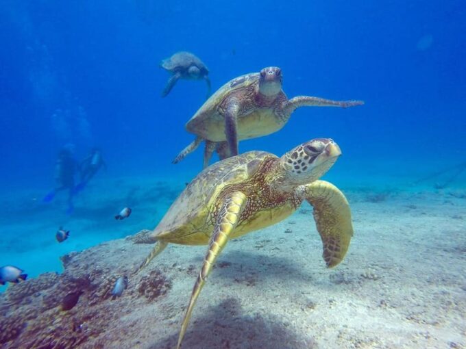 Honolulu: Scuba Diving for Certified Divers - What to Bring for Your Dive