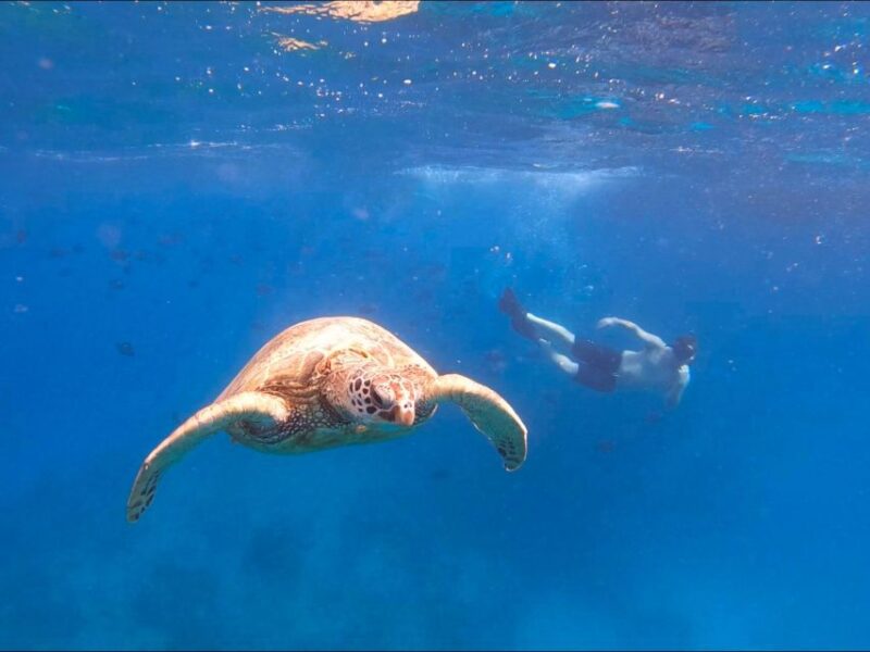 Honolulu: Snorkel With Turtles, Water Scooter, Paddleboard - Included Equipment