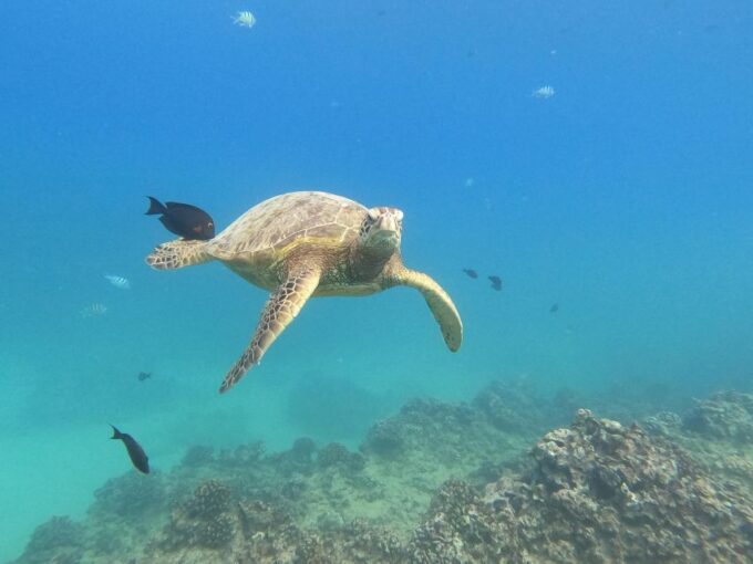 Honolulu: Snorkel With Turtles, Water Scooter, Paddleboard - Customer Reviews