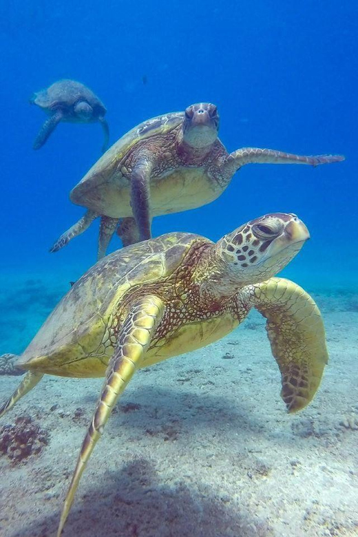 Honolulu: Snorkeling Tour - Key Points
