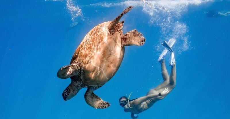 Honolulu: Turtle Canyon Snorkeling Semi-Private Boat Tour - Itinerary