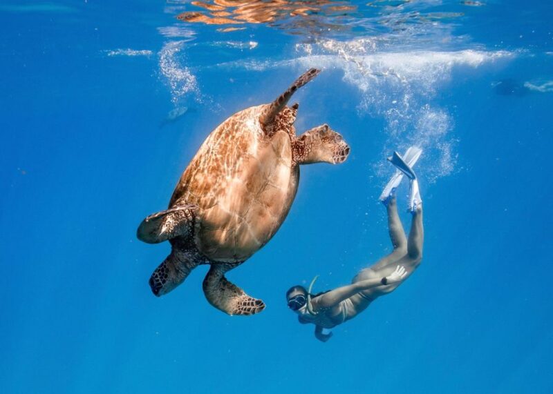 Honolulu: Turtle Canyon Snorkeling Semi-Private Boat Tour - Tour Features