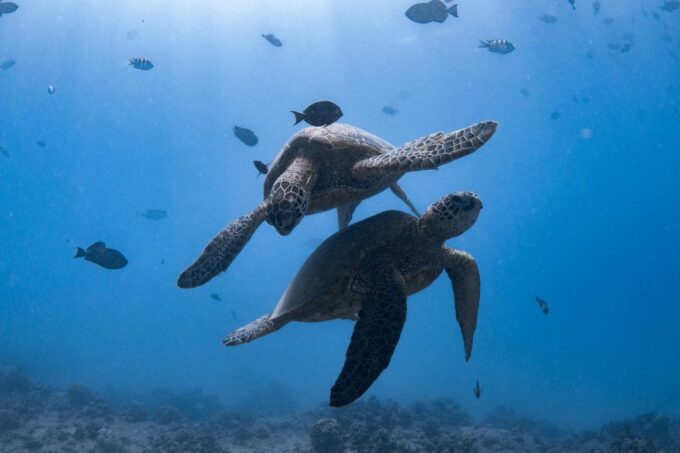 Honolulu: Turtle Canyon Snorkeling Semi-Private Boat Tour - Seasickness Precautions