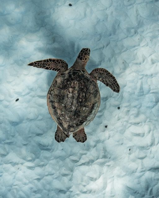 Honolulu: Turtle Canyon Snorkeling Semi-Private Boat Tour - Parking