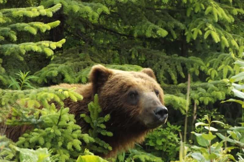Hoonah: Chichagof Island Brown Bear Search - Exploring Chichagof Islands Wilderness