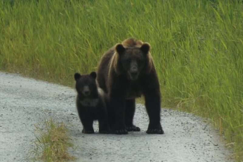 Hoonah: Chichagof Island Brown Bear Search - Spotting Brown Bears in Their Habitat