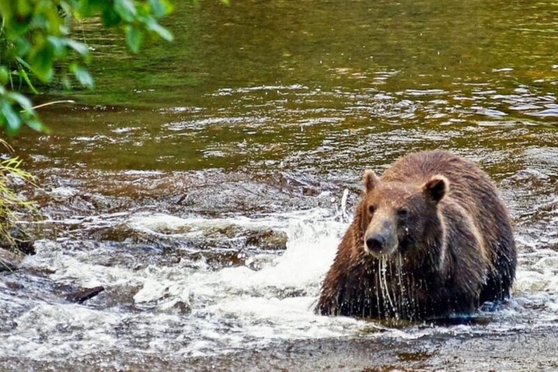 Hoonah: Chichagof Island Brown Bear Search - Guided Tour and Learning Opportunities