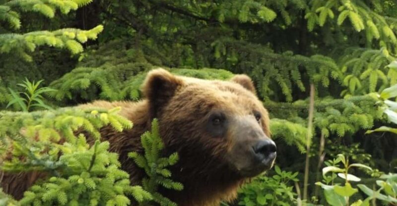 Hoonah: Chichagof Island Brown Bear Search - Preparing for the Adventure