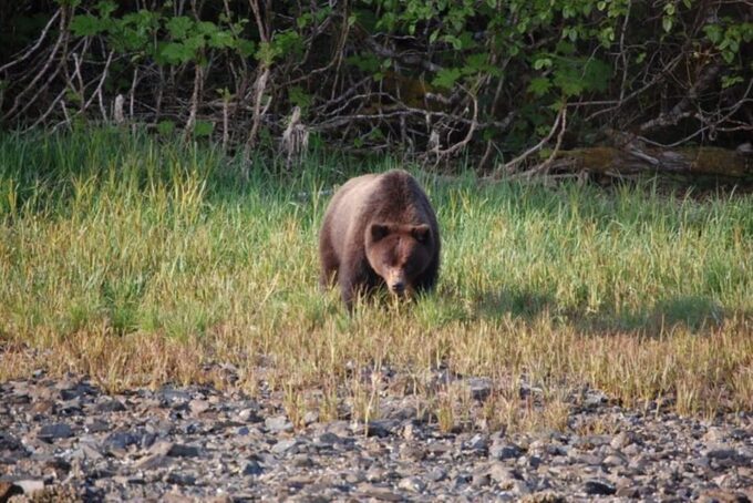 Hoonah: Chichagof Island Brown Bear Search - Key Tour Information and Policies