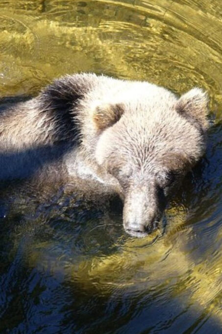 Hoonah: Chichagof Island Brown Bear Search - Traveler Feedback and Experiences