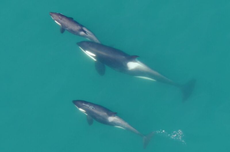 Hoonah: Icy Strait Whale Watch With Drone Filmography - Wildlife Viewing Experience