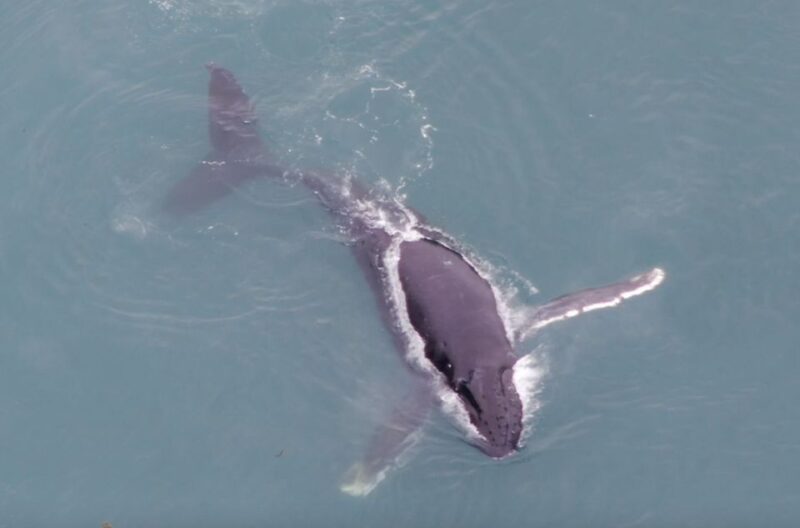 Hoonah: Icy Strait Whale Watch With Drone Filmography - Meeting and Directions