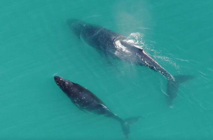 Hoonah: Icy Strait Whale Watch With Drone Filmography - Drone Filmography and Whale Watching