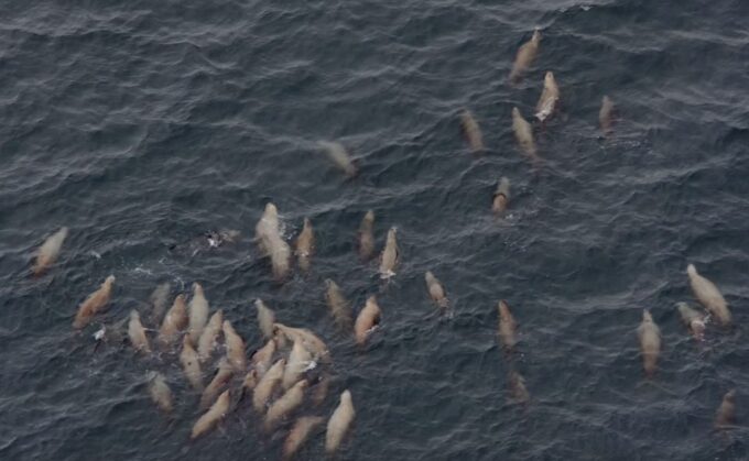 Hoonah: Icy Strait Whale Watch With Drone Filmography - Memorable Experiences and Accessibility