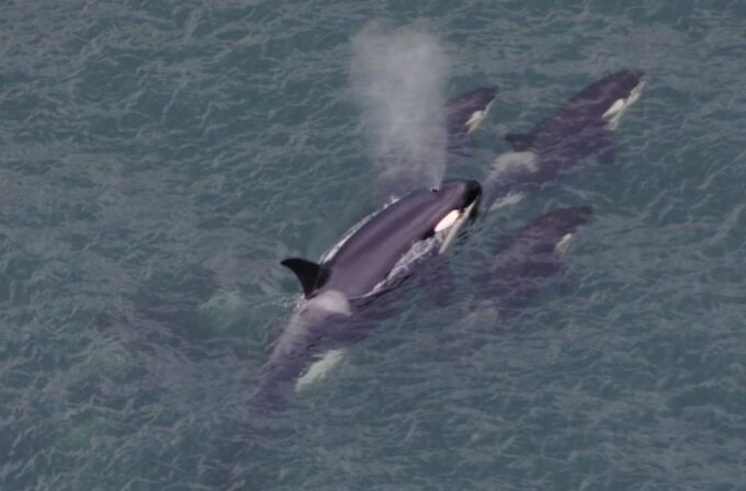 Hoonah: Icy Strait Whale Watch With Drone Filmography - Frequently Asked Questions