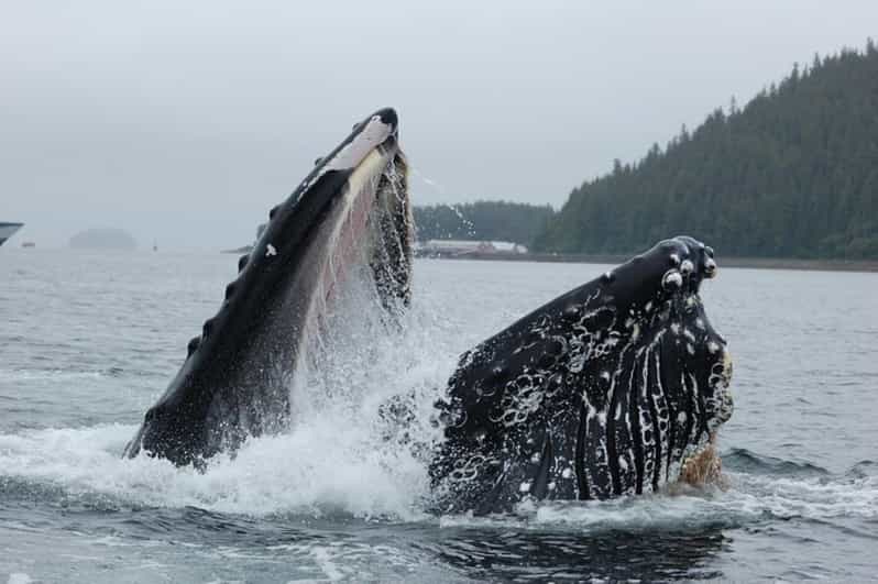 Hoonah: Whale Watching Cruise - Tour Overview