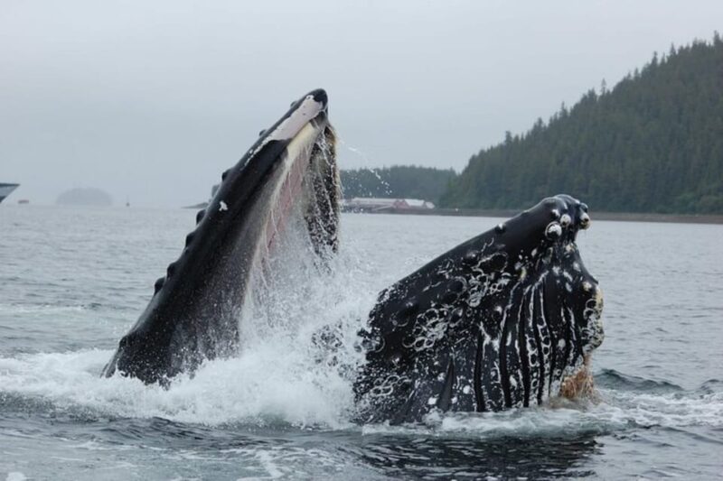 Hoonah: Whale Watching Cruise - Wildlife Sightings