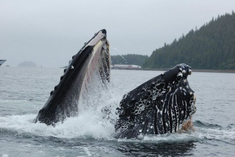Hoonah: Whale Watching Cruise - Check-in and Arrival
