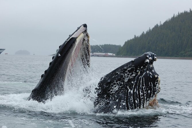Hoonah Whale-Watching Cruise - Departure Times