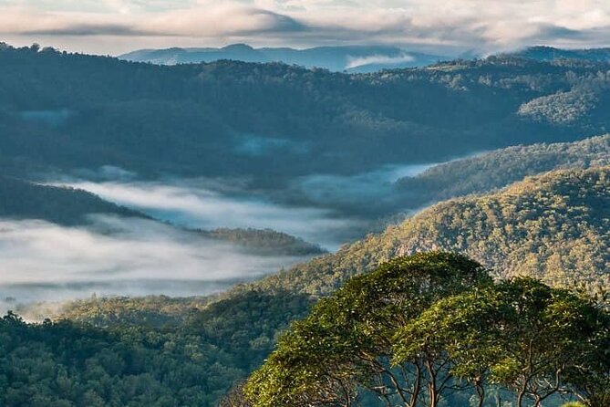 Hop on Hop Off Bus - Tamborine Mountain - Exploring Gallery Walk